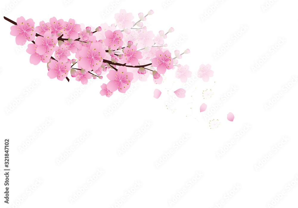 Sakura flowers background . cherry blossom isolated white background