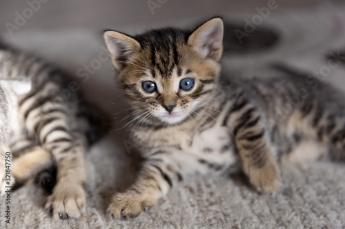 portrait of playful bengal one month old baby cat kitten lying on a fluffy brown carpet © kapichka
