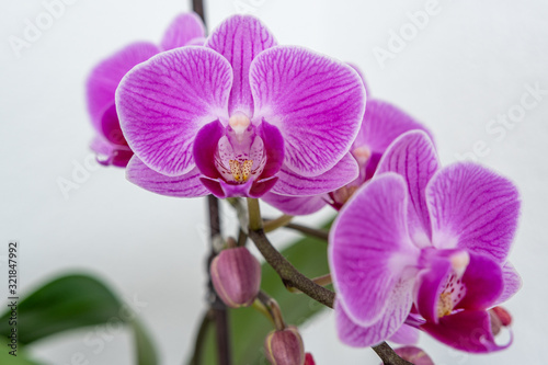 Orchidee Bl  ten isoliert auf weiss