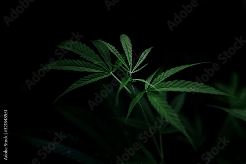 cannabis on a dark background,Marijuana leaves, indoor cultivation,
