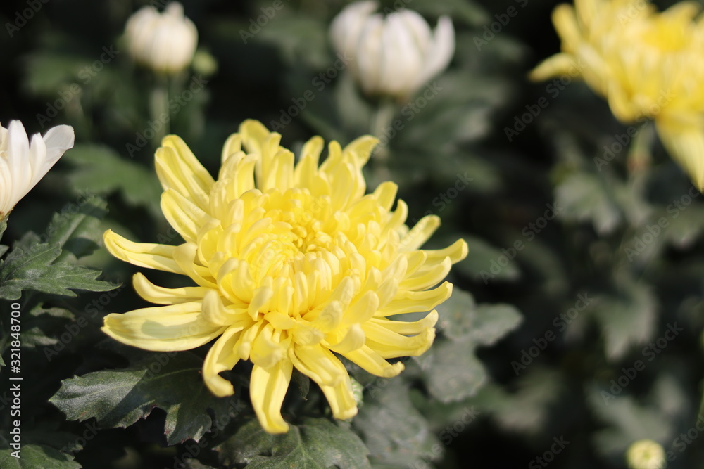 Large yellow chrysanthemum, close up, beautiful flowers Large yellow chrysanthemum, close up, beautiful flowers