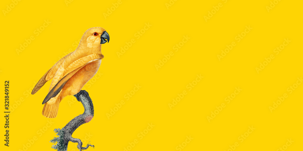 Obraz premium isolated on yellow background, best parrot pictures. copy space