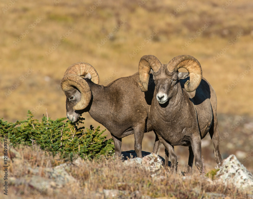 Naklejka premium Bighorn Sheep in the Rocky Mountains