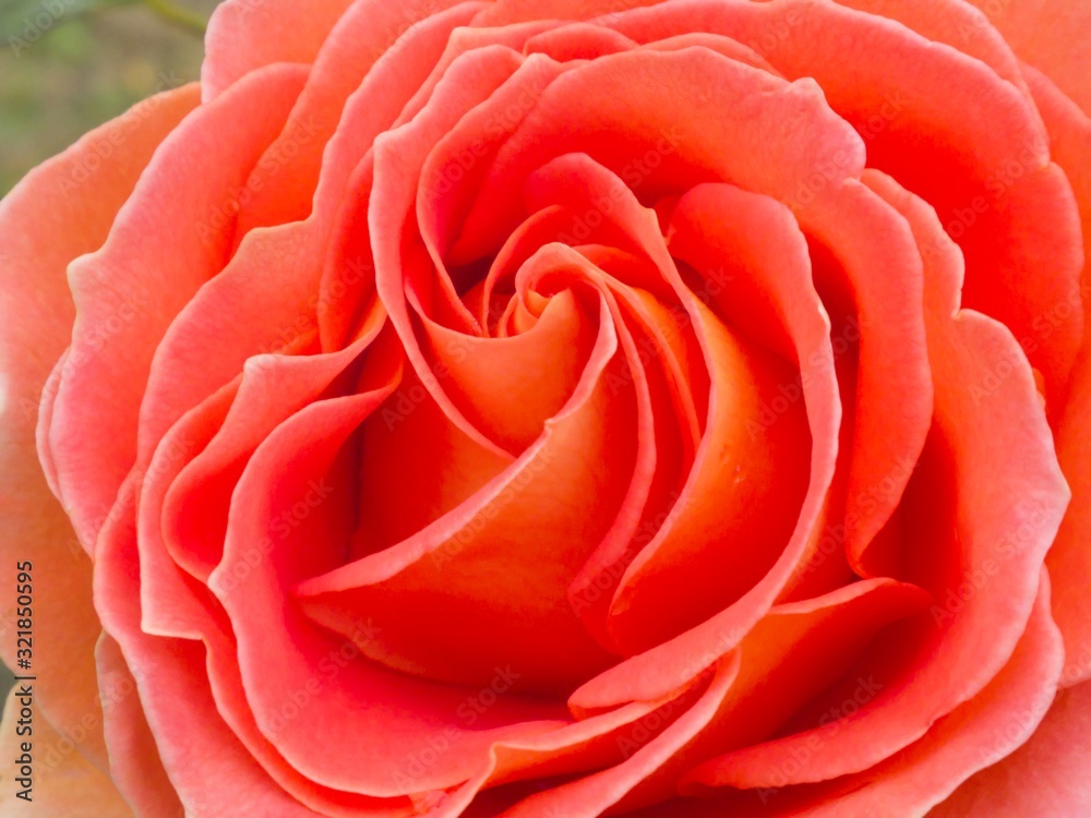 orange rose orange rose