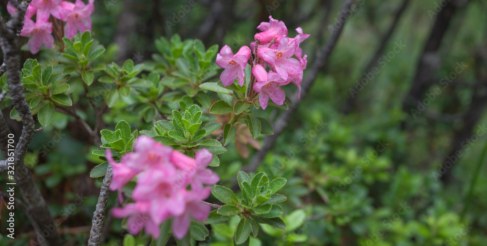 rhododendron in natural alpine environment rhododendron in natural alpine environment
