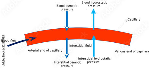 Hydrostatic pressure in capillary (or blood vessel) photo