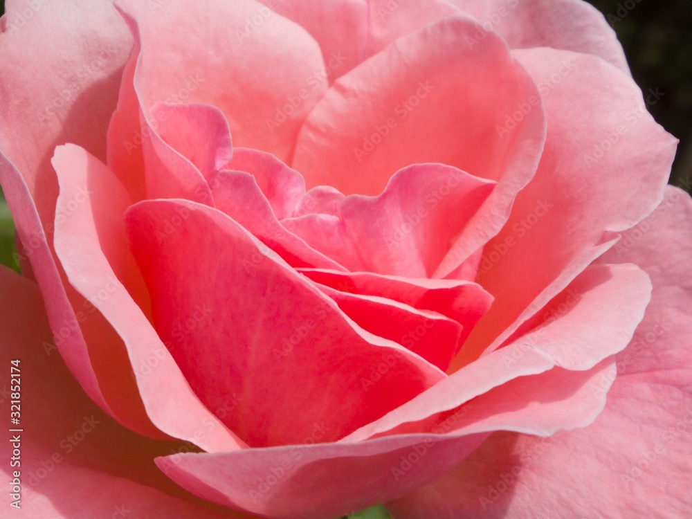 pink rose pink rose