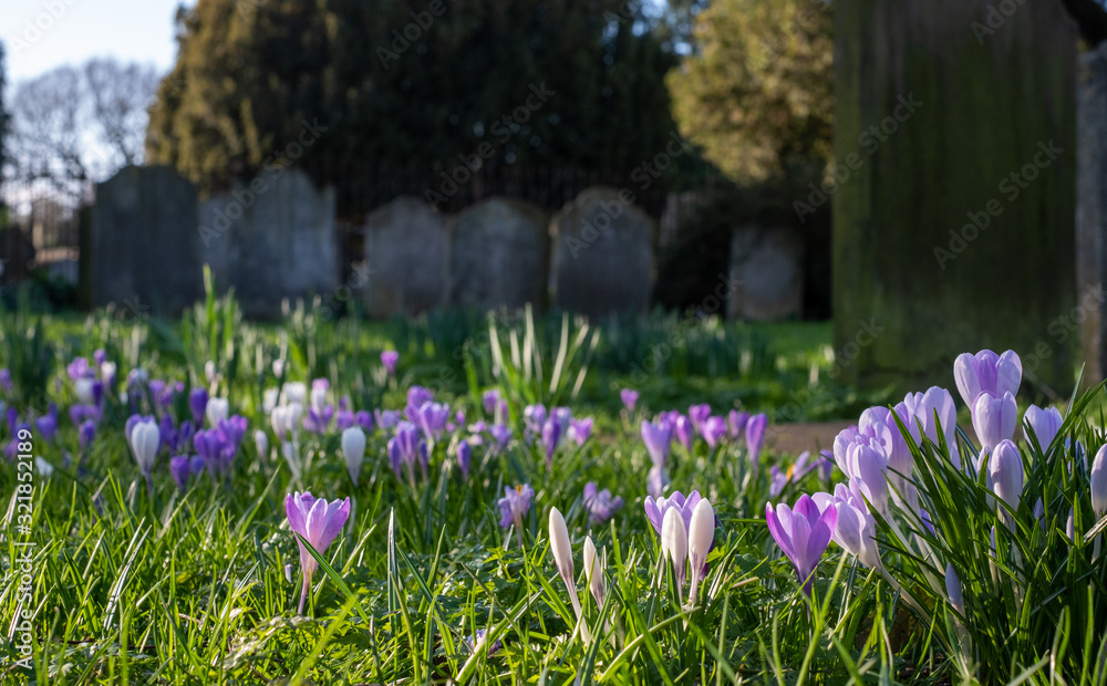 Φωτογραφία Crocuses growing amongst tombstones in the graveyard at St Nicholas Church on the River Thames at Chiswick in west London, UK, burial place of William Hogarth