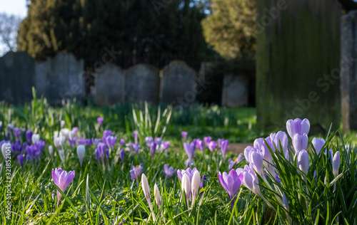 Φωτογραφία Crocuses growing amongst tombstones in the graveyard at St Nicholas Church on the River Thames at Chiswick in west London, UK, burial place of William Hogarth