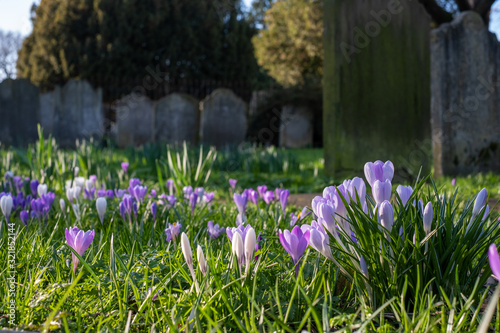 Crocuses growing amongst tombstones in the graveyard at St Nicholas Church on the River Thames at Chiswick in west London, UK, burial place of William Hogarth. photo