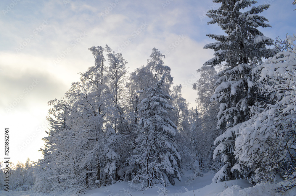 winter forest.trees in the snow and Sunny sky winter forest.trees in the snow and Sunny sky