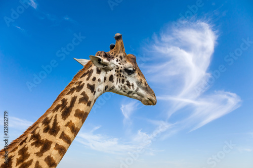 The thoughtful giraffe