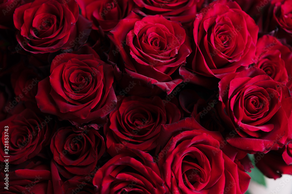 girl holding a huge bouquet of red roses in her hands girl holding a huge bouquet of red roses in her hands