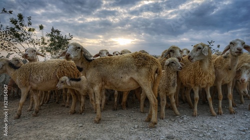 A flock of sheep in Ninh Thuan, Vietnam