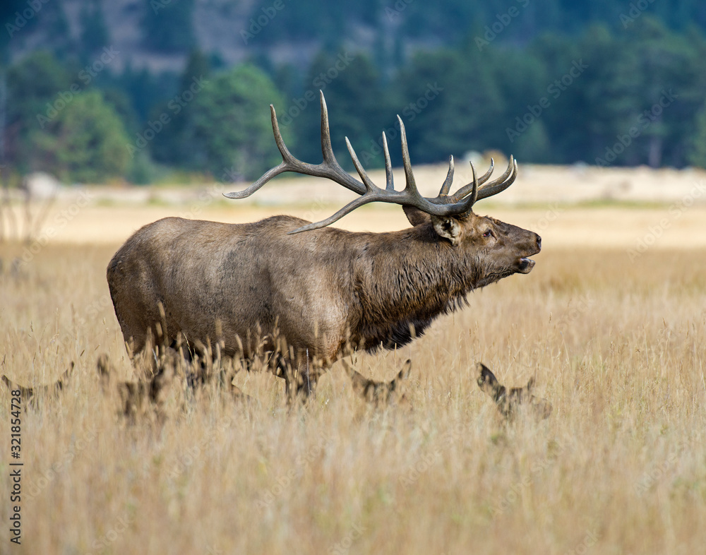 Fototapeta premium Bull Elk in the Rocky Mountains