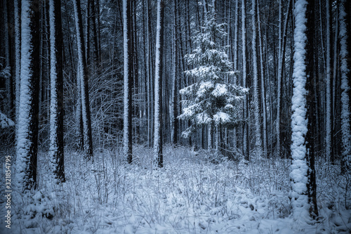 Winter day on forest © alexugalek