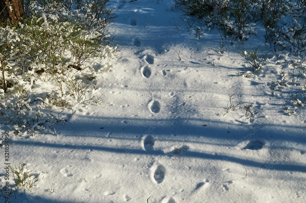 animal tracks in the snow in a winter forest animal tracks in the snow in a winter forest