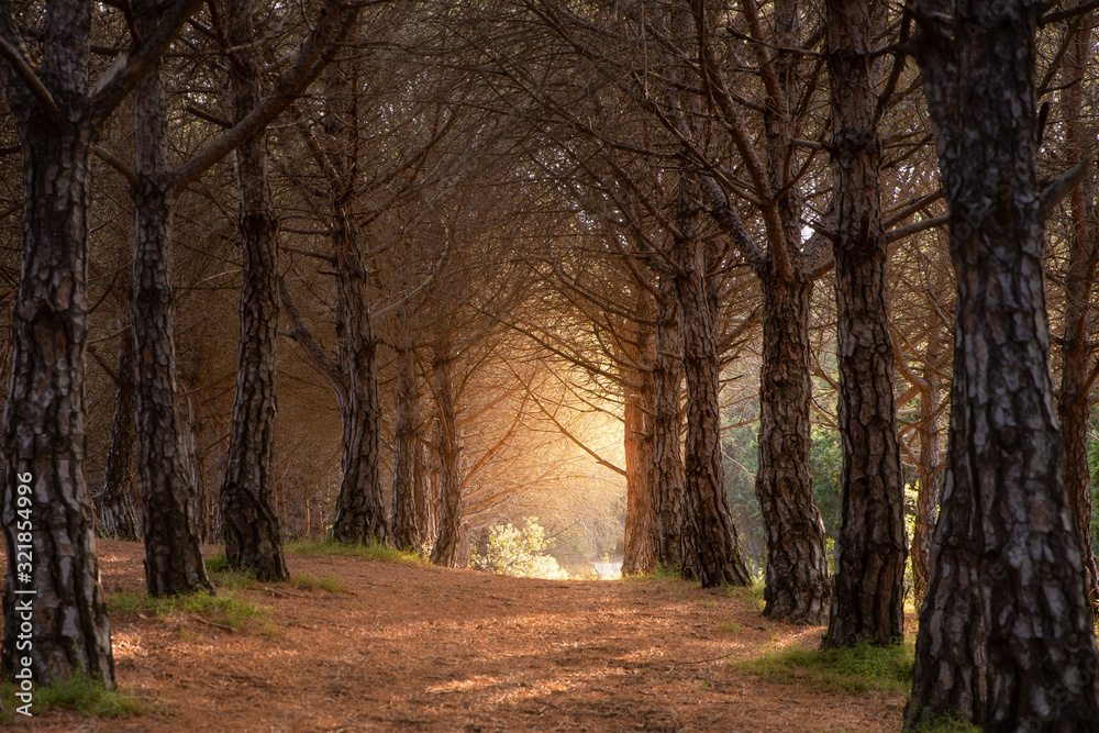 Magical path in the forest