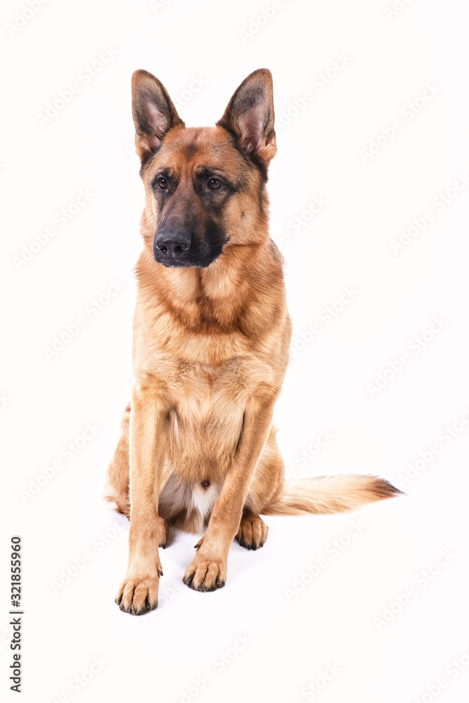 Portrait of a German Shepherd, 3 years old, full body, in front of white background, , copy-space