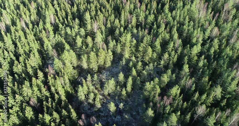 Aerial top down view of spruce tree forest in the autumn at sunset. Drone shot flying over tree tops, Nature background in 4K resolution. Aerial top down view of spruce tree forest in the autumn at sunset. Drone shot flying over tree tops, Nature background in 4K resolution.