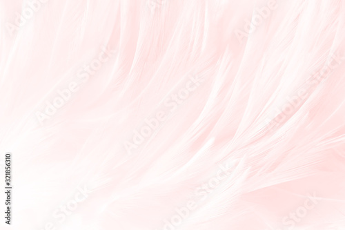 Soft pink , smooth white feathers background