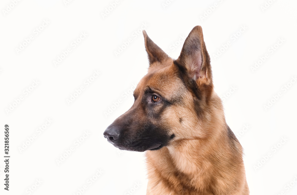 Portrait of a German Shepherd head, 3 years old, in front of white background, copy-space