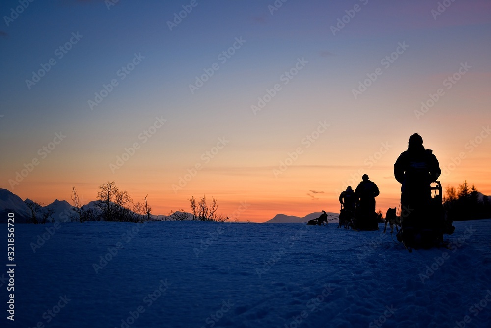 Dog sleds in vibrant, shiny sunset in the arctic winter driving from right to left in the frame. Space for text, background, arctic concept.