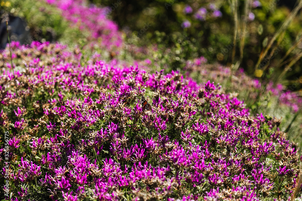 Blooming markhotsky ridge. Late spring (early summer) Gelendzhik. Blooming markhotsky ridge. Late spring (early summer) Gelendzhik.
