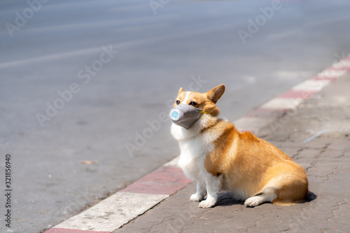 Corgi dog wearing dust masks sit on sidewalks on roads that have dust and air pollution problems.