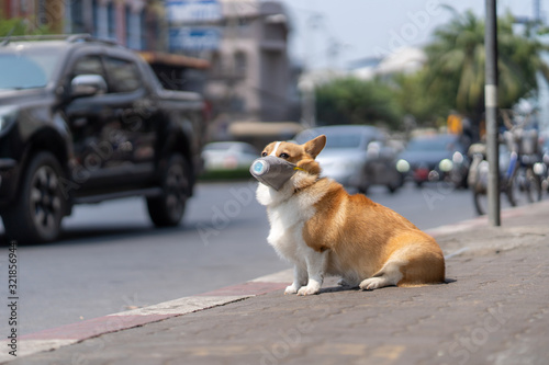 Corgi dog wearing dust masks sit on sidewalks on roads that have dust and air pollution problems.