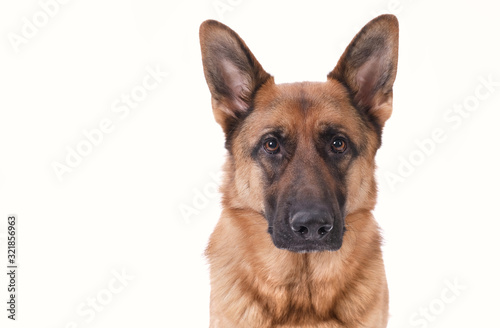 Portrait of a German Shepherd head, 3 years old, in front of white background, copy-space