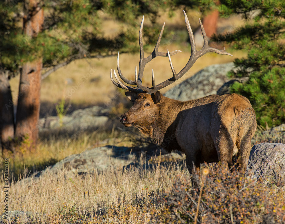 Bull Elk in the Rocky Mountains