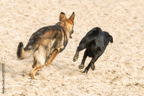 Duitse herder pup achter zwarte labrador aan