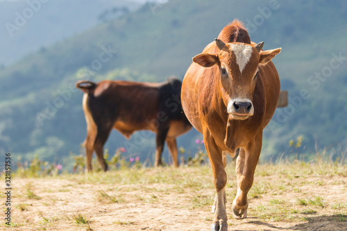 Close-up of a brown cow on a mountain