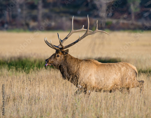 Bull Elk in the Rocky Mountains