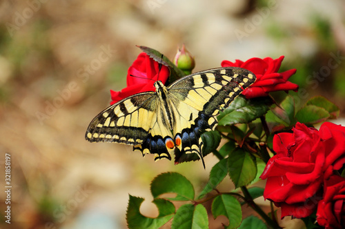 Papilio rutulus, the western tiger swallowtail on red roses 