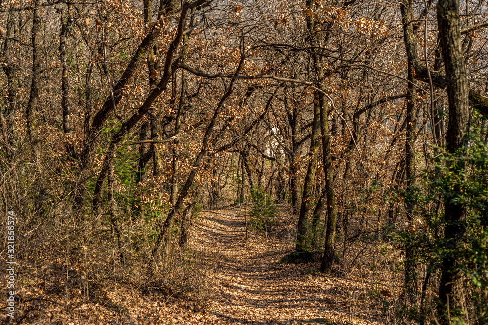 forest with trees in sunny day on mountain