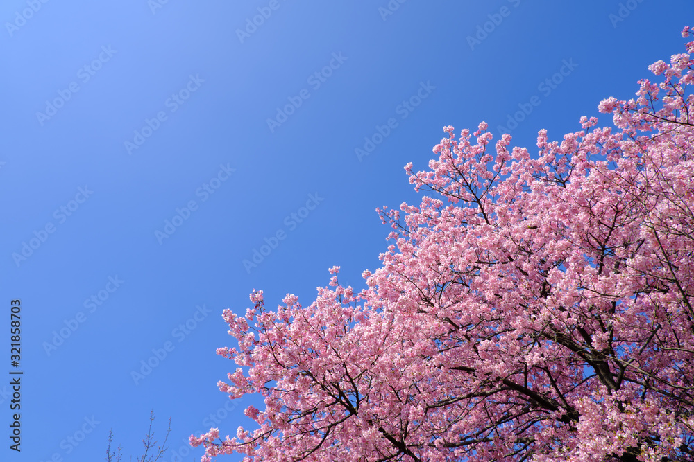 右下から咲く河津桜