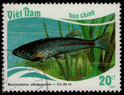 VIETNAM - CIRCA 1988: post stamp 20 Vietnamese dong printed by Socialist Republic of Vietnam, shows fish Pearl Danio (Brachydania albolineatus), fish tank fauna, circa 1988 photo