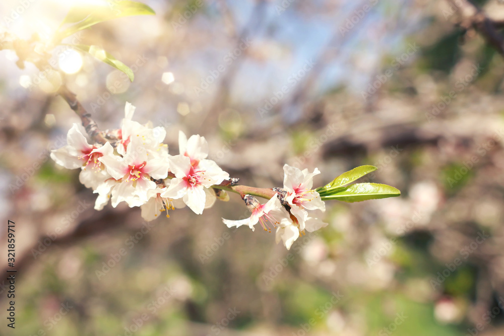 background of spring cherry blossoms tree. selective focus background of spring cherry blossoms tree. selective focus