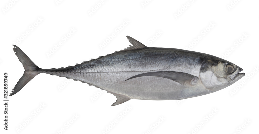 Pacific jack mackerel or Trachurus isolated on white background Pacific jack mackerel or Trachurus isolated on white background