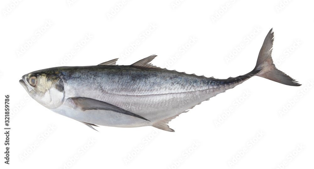 Obraz premium Pacific jack mackerel or Trachurus isolated on white background