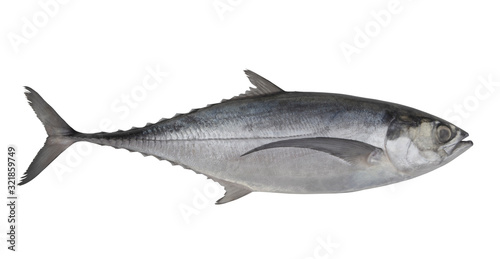 Pacific jack mackerel or Trachurus isolated on white background