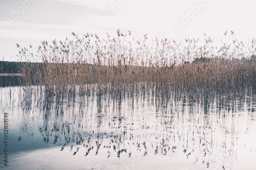 Reflektion von Schilf auf einem See