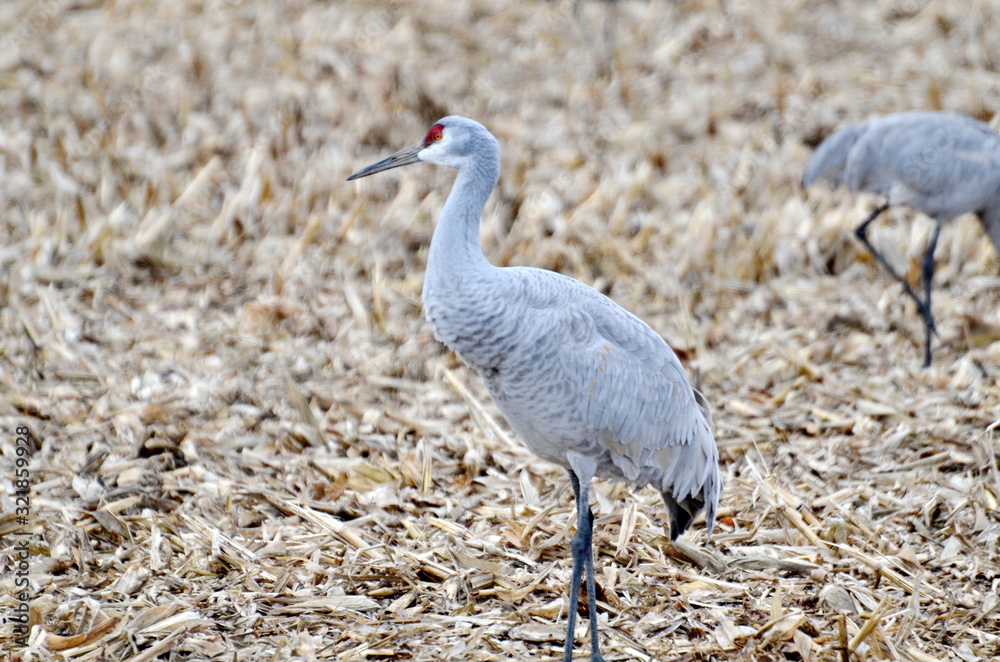 Fototapeta premium Sandhill Cranes in a corn field near Long Point, Ontario, Canada.