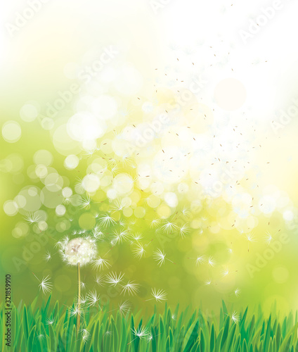 Vector spring  green background,  white dandelion  in sunshine.