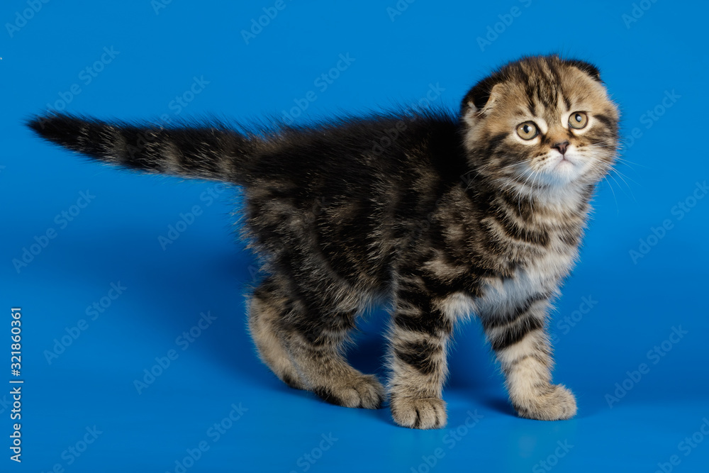 Naklejka premium Studio photography of a scottish fold shorthair cat on colored backgrounds