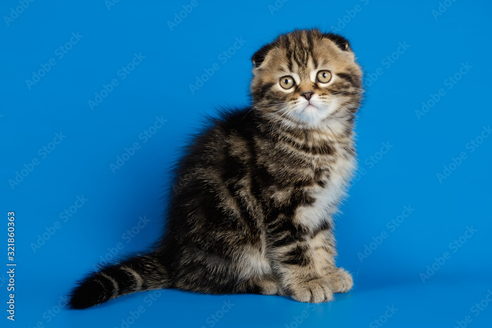 Obraz premium Studio photography of a scottish fold shorthair cat on colored backgrounds