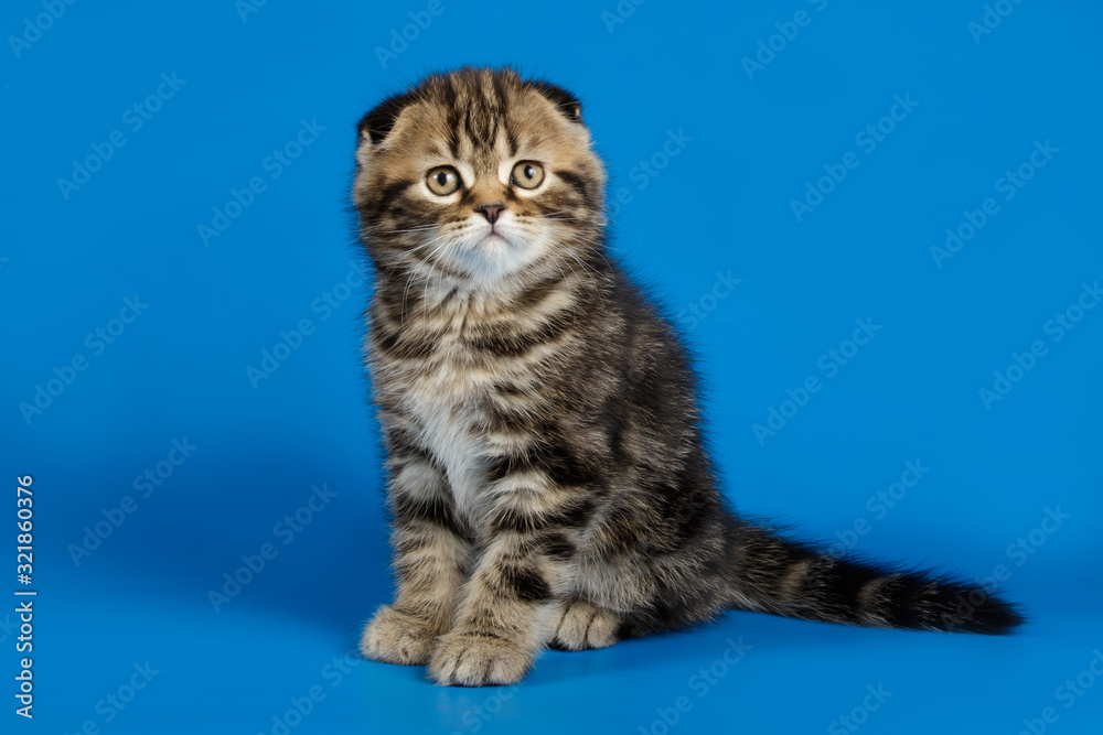 Fototapeta premium Studio photography of a scottish fold shorthair cat on colored backgrounds