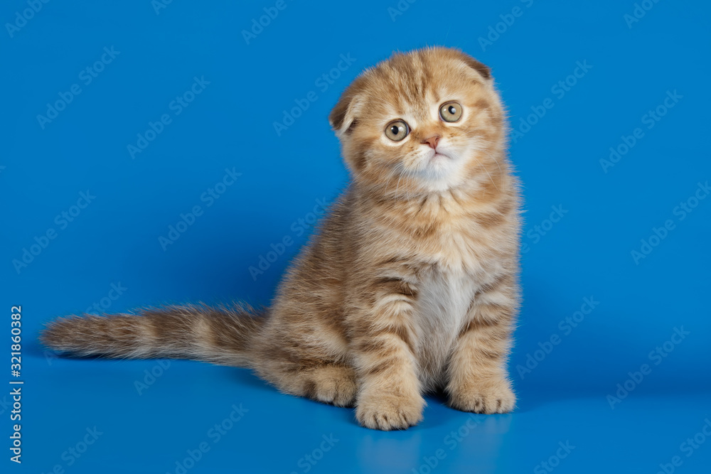 Fototapeta premium Studio photography of a scottish fold shorthair cat on colored backgrounds